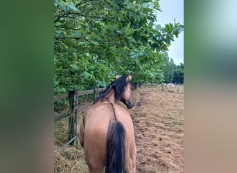 Cheval de selle allemand, Jument, 16 Ans, 158 cm, Isabelle