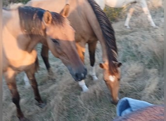 Cheval de selle allemand, Jument, 16 Ans, 158 cm, Isabelle