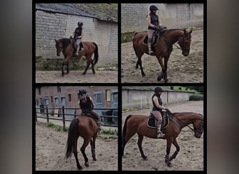 Cheval de selle allemand, Jument, 16 Ans, 164 cm, Bai