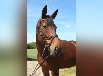 Cheval de selle allemand, Jument, 16 Ans, 167 cm, Bai