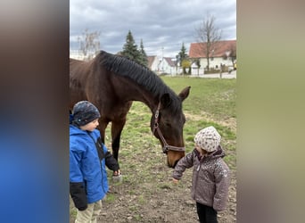 Cheval de selle allemand, Jument, 16 Ans, 167 cm, Bai