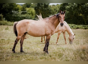 Cheval de selle allemand, Jument, 17 Ans, 152 cm, Isabelle