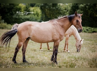 Cheval de selle allemand, Jument, 17 Ans, 152 cm, Isabelle