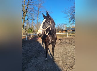 Cheval de selle allemand, Jument, 17 Ans, 168 cm, Noir