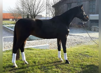 Cheval de selle allemand, Jument, 17 Ans, 172 cm, Bai brun