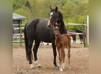 Cheval de selle allemand, Jument, 17 Ans, Noir