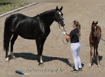 Cheval de selle allemand, Jument, 17 Ans, Noir