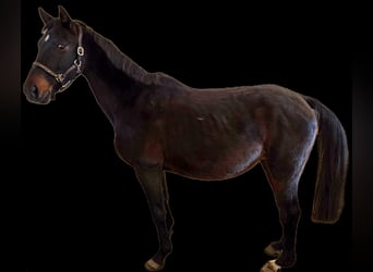 Cheval de selle allemand, Jument, 18 Ans, 162 cm, Bai brun