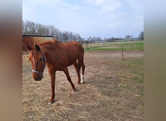 Cheval de selle allemand, Jument, 19 Ans, 155 cm, Alezan