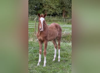 Cheval de selle allemand, Jument, 1 Année, 165 cm, Alezan