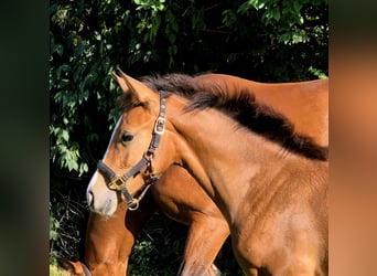 Cheval de selle allemand, Jument, 1 Année, 167 cm