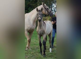 Cheval de selle allemand, Jument, 1 Année, 170 cm, Isabelle