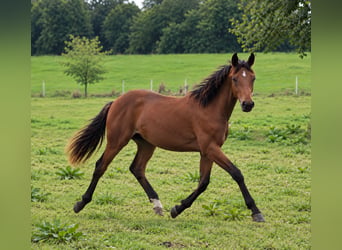 Cheval de selle allemand, Jument, 1 Année, Bai