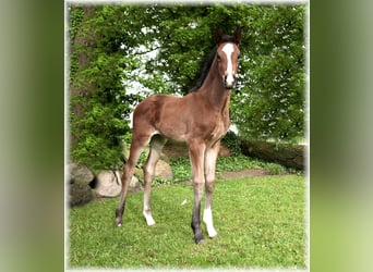 Cheval de selle allemand, Jument, 1 Année