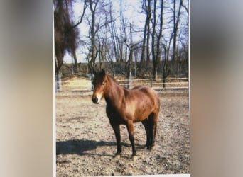 Cheval de selle allemand Croisé, Jument, 26 Ans, 142 cm, Bai
