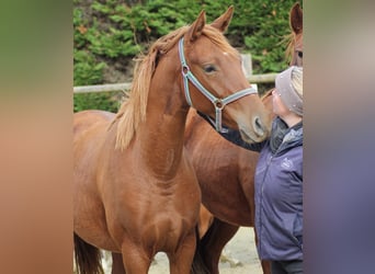 Cheval de selle allemand, Jument, 2 Ans, 166 cm, Alezan