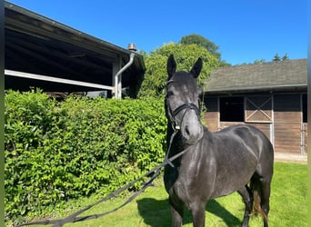 Cheval de selle allemand, Jument, 3 Ans, 150 cm, Gris pommelé