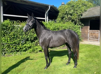 Cheval de selle allemand, Jument, 3 Ans, 150 cm, Gris pommelé