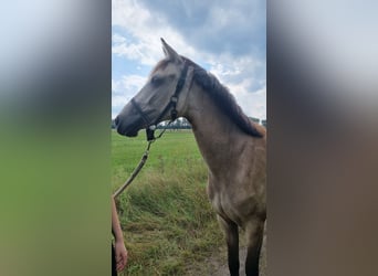 Cheval de selle allemand, Jument, 3 Ans, 155 cm, Buckskin