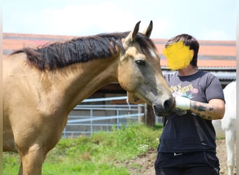 Cheval de selle allemand, Jument, 3 Ans, 162 cm, Buckskin