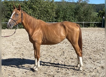 Cheval de selle allemand, Jument, 3 Ans, 165 cm, Alezan