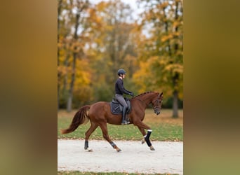 Cheval de selle allemand, Jument, 3 Ans, 165 cm, Alezan