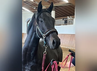 Cheval de selle allemand, Jument, 3 Ans, 168 cm, Bai brun foncé