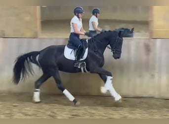 Cheval de selle allemand, Jument, 3 Ans, 168 cm, Bai brun foncé