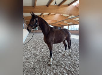 Cheval de selle allemand, Jument, 3 Ans, 168 cm, Bai