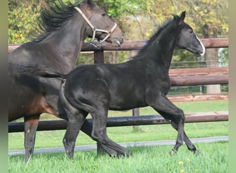 Cheval de selle allemand, Jument, 3 Ans, Noir