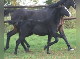 Cheval de selle allemand, Jument, 3 Ans, Noir