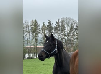 Cheval de selle allemand, Jument, 3 Ans, Noir