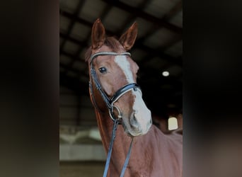 Cheval de selle allemand, Jument, 4 Ans, 165 cm, Alezan