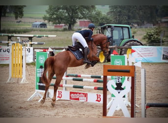 Cheval de selle allemand, Jument, 4 Ans, 165 cm, Alezan