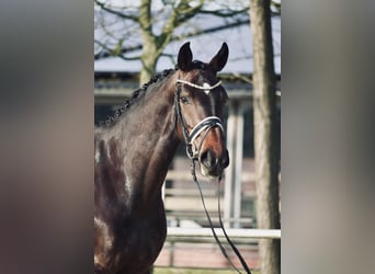 Cheval de selle allemand, Jument, 4 Ans, 166 cm, Bai