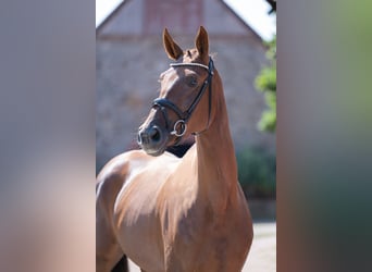 Cheval de selle allemand, Jument, 4 Ans, 169 cm, Alezan brûlé