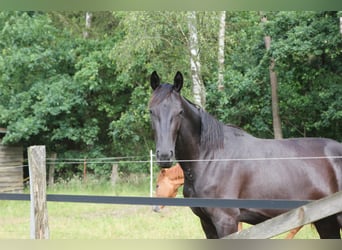 Cheval de selle allemand, Jument, 4 Ans, 170 cm, Bai brun foncé