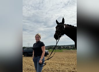 Cheval de selle allemand, Jument, 4 Ans, 176 cm, Bai brun