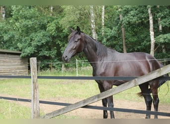 Cheval de selle allemand, Jument, 4 Ans, 176 cm, Bai brun foncé