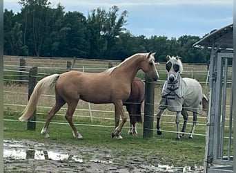 Cheval de selle allemand, Jument, 5 Ans, 154 cm, Palomino