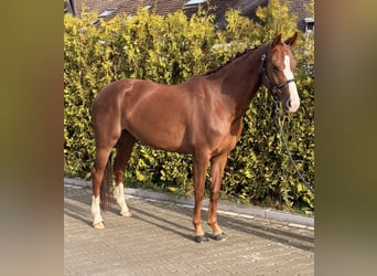 Cheval de selle allemand, Jument, 5 Ans, 162 cm, Alezan