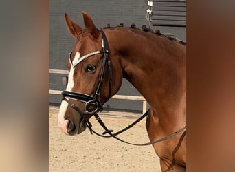 Cheval de selle allemand, Jument, 5 Ans, 162 cm, Alezan