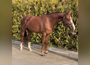 Cheval de selle allemand, Jument, 5 Ans, 162 cm, Alezan