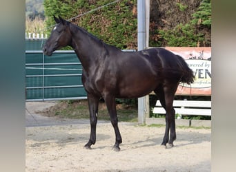 Cheval de selle allemand, Jument, 5 Ans, 164 cm, Noir