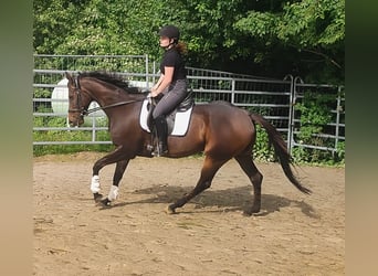 Cheval de selle allemand, Jument, 5 Ans, 166 cm, Bai brun