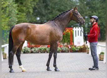 Cheval de selle allemand, Jument, 5 Ans, 168 cm, Bai brun