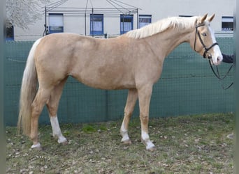 Cheval de selle allemand, Jument, 5 Ans, 168 cm, Palomino
