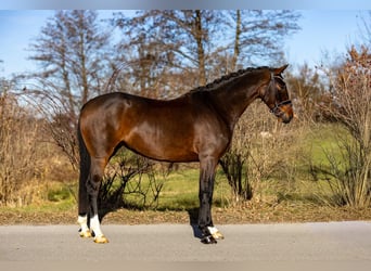 Cheval de selle allemand, Jument, 5 Ans, 170 cm, Bai brun