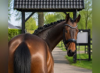 Cheval de selle allemand, Jument, 5 Ans, 170 cm, Bai
