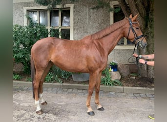 Cheval de selle allemand, Jument, 5 Ans, 172 cm, Alezan